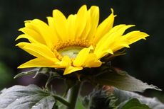 Sonnenblume-027.jpg